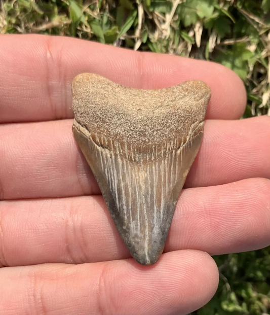 1.85” Otodus Megalodon - Virginia