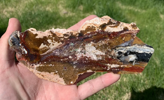 Polished Opalized Petrified Fossil Wood from Indonesia, Slab, Slice