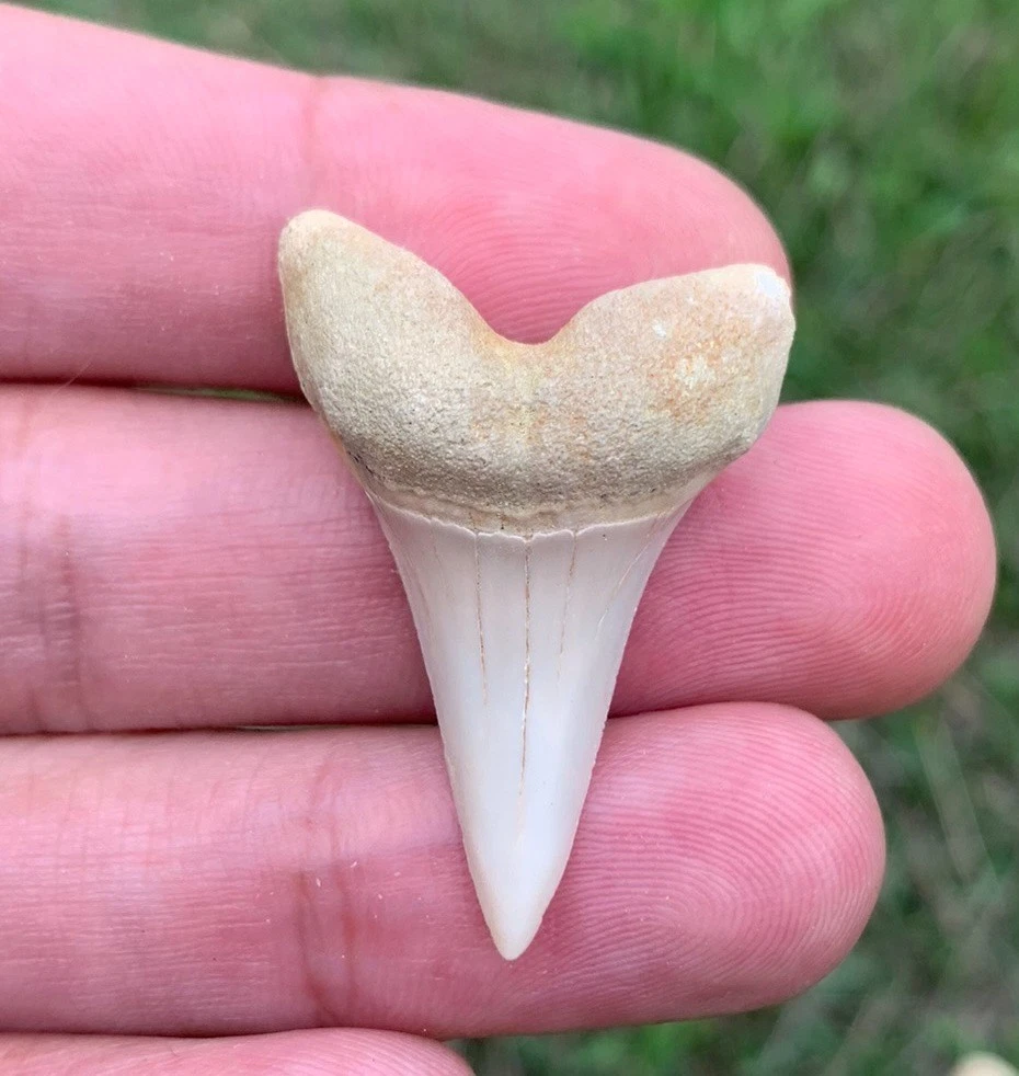 Fossil Carcharodon planus - Bakersfield California