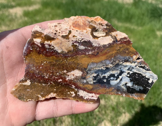 Polished Opalized Petrified Fossil Wood from Indonesia, Slab, Slice