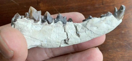 Fossil Hyaenodon cruentus Lower Jaw