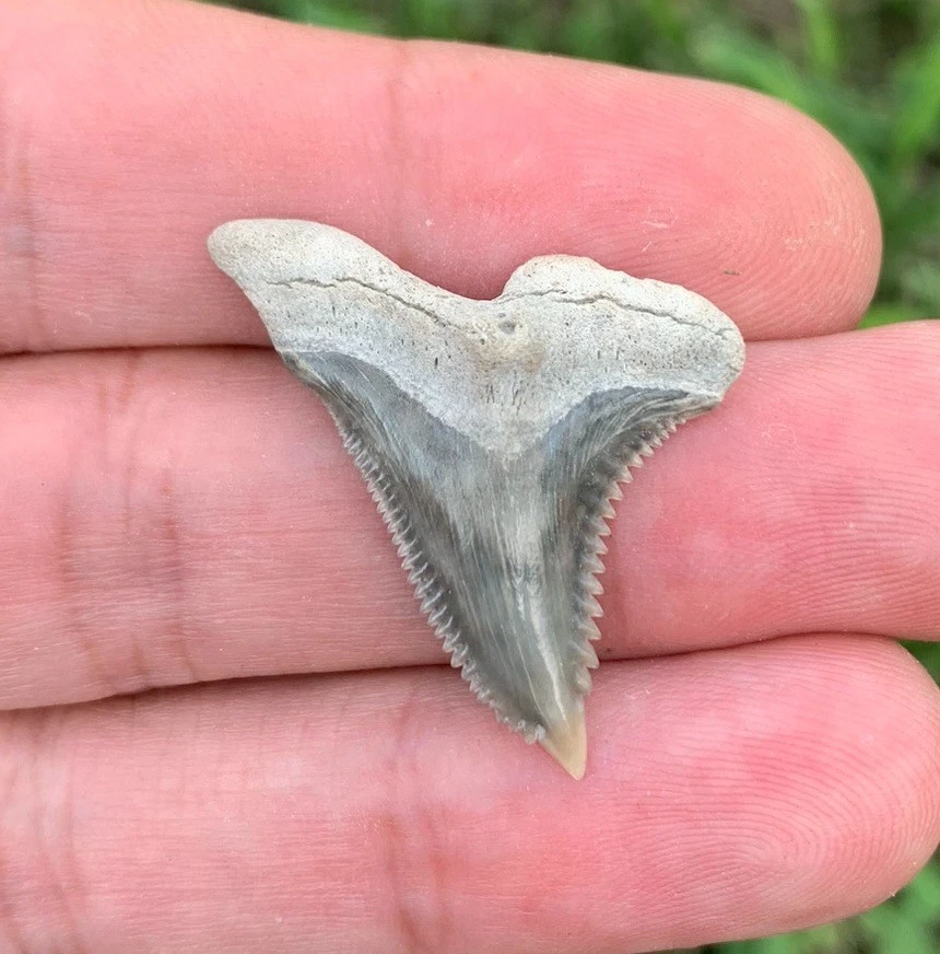 Fossil Hemipristis serra - Lee Creek Mine
