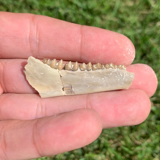 Fossil deer, leptomeryx, Jaw, Chadron Formation