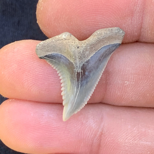 1” Hemipristis serra Shark Tooth - Virginia