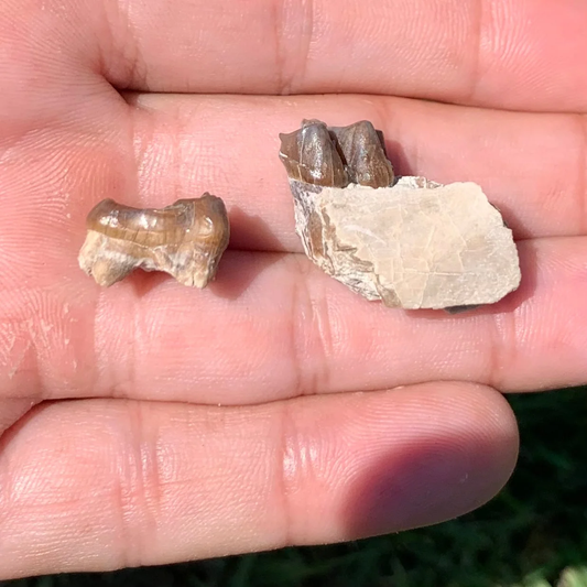 Fossil Horse Upper and Lower teeth, Mesohippus