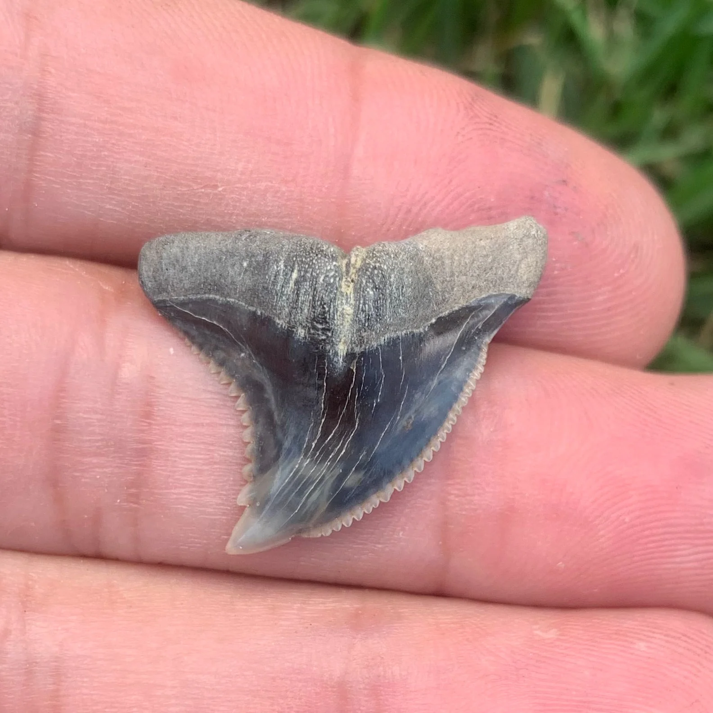 1.07” Hemipristis serra Shark Tooth - Virginia