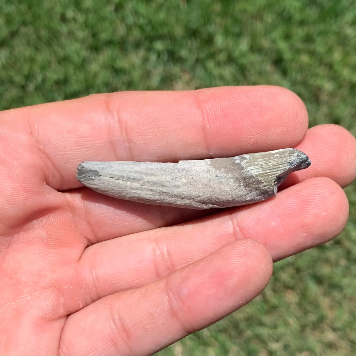 Squalodon whale tooth from the Lee Creek Mine