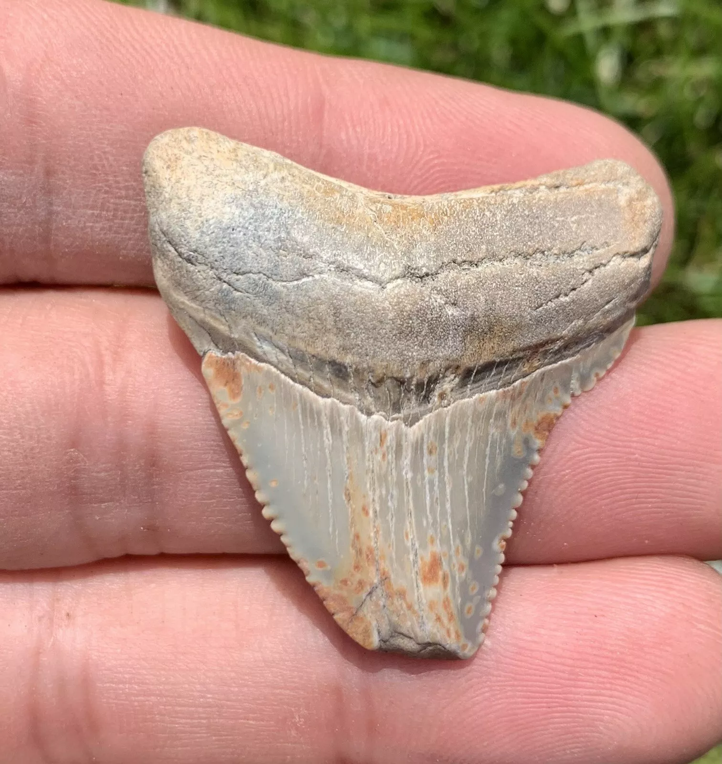 1.4” Otodus Megalodon - Virginia