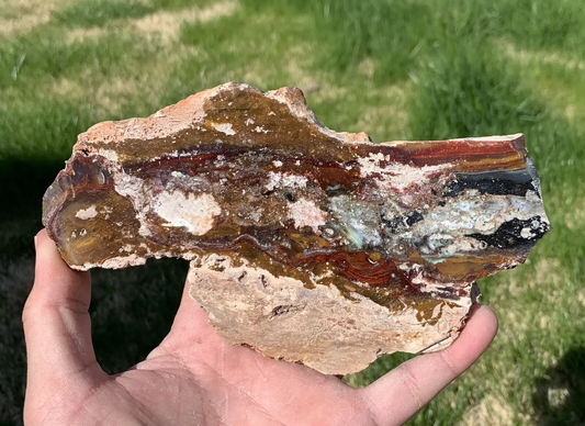 Polished Opalized Petrified Fossil Wood from Indonesia, Slab, Slice