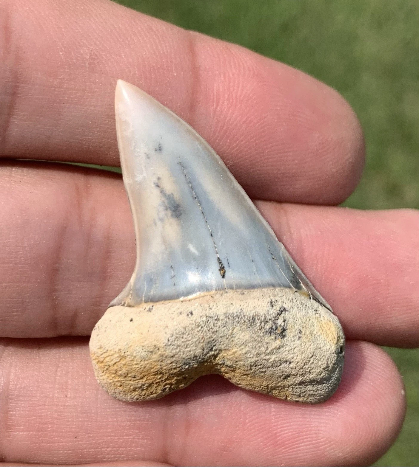 Fossil Carcharodon planus - Bakersfield California