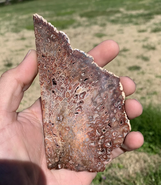 Polished Petrified Fossil Hard Wood with Druzy Pockets From Indonesia