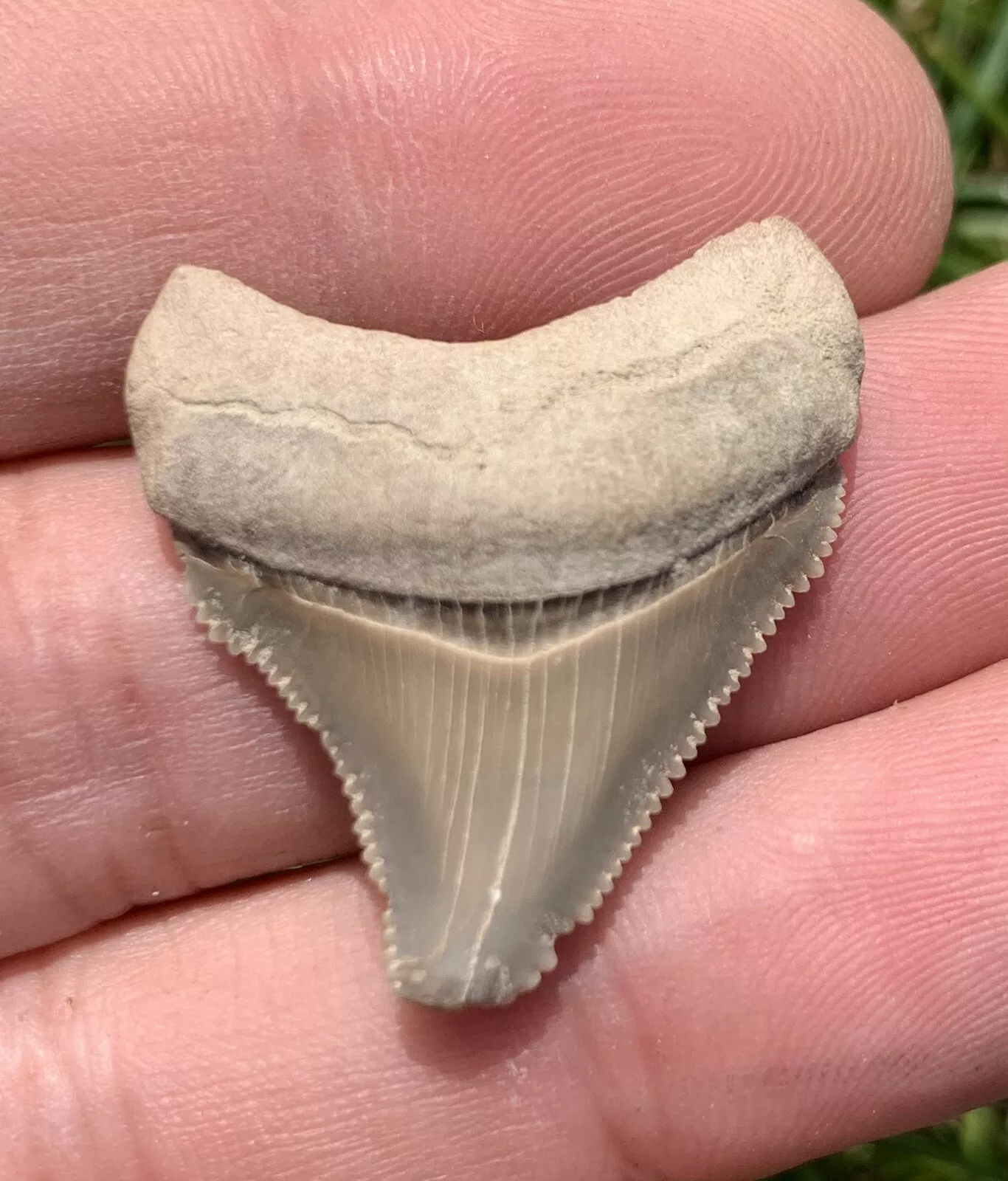 1.26” Otodus Megalodon - Virginia