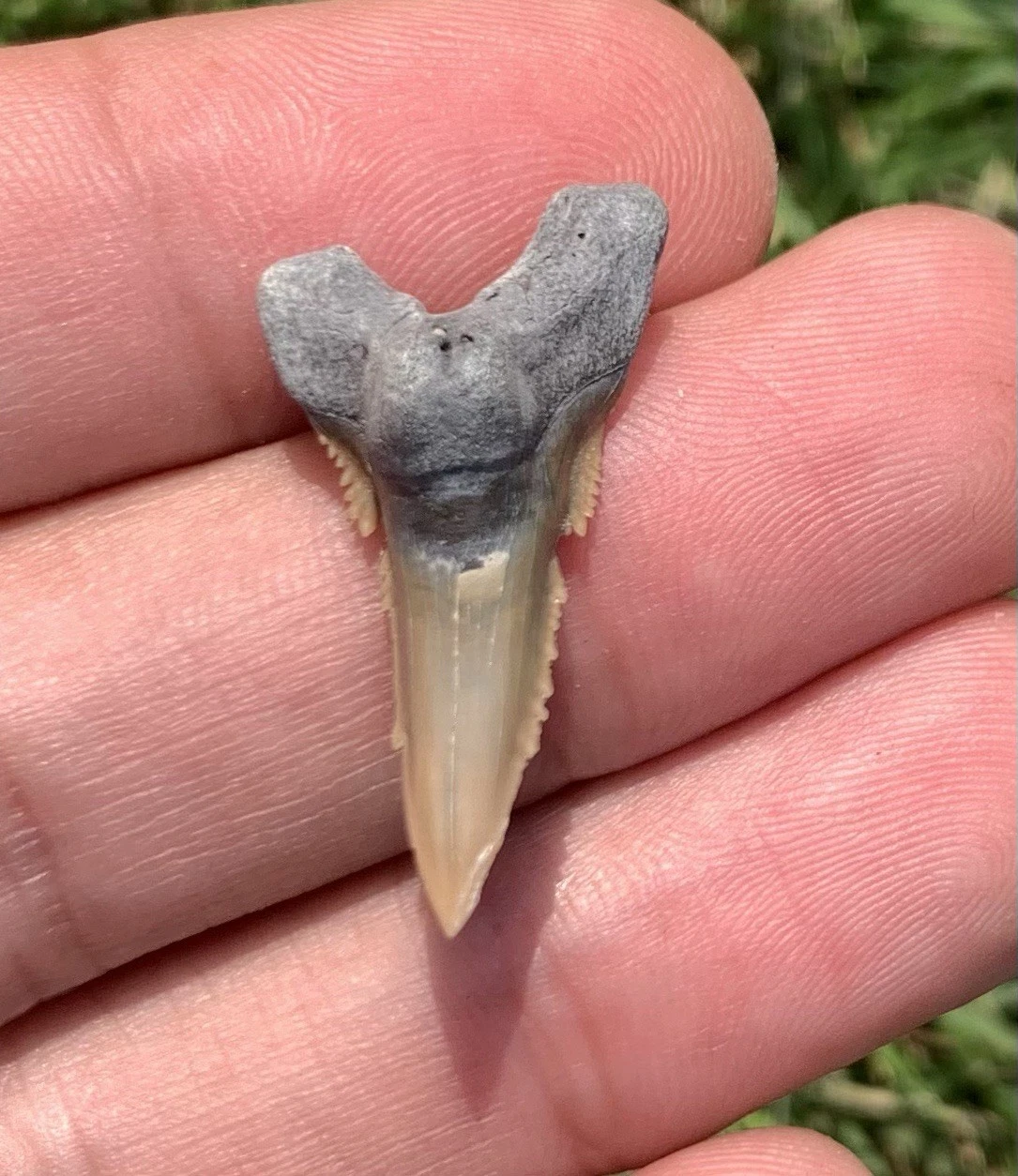 Fossil Hemipristis serra - Lee Creek Mine