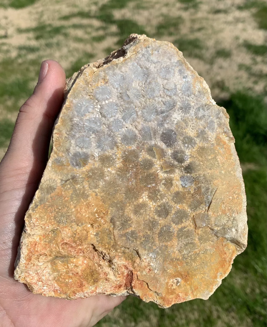 Rough Black Fossil Coral from Indonesia, Slab, Slice