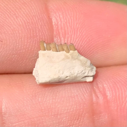 Fossil Rabbit Lower Jaw, Palaeolagus