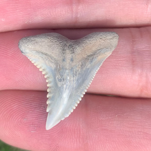 1.13” Hemipristis serra Shark Tooth - Virginia