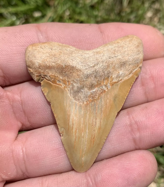 2” Otodus Megalodon - Virginia