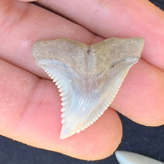 1.32” Hemipristis serra Shark Tooth - Virginia