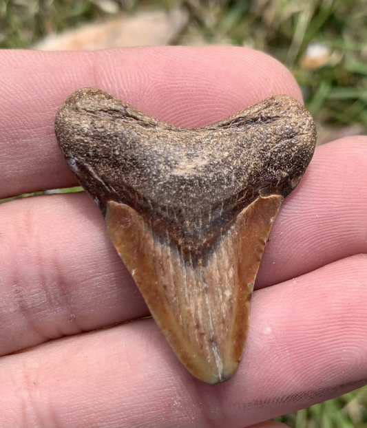 1.5" Otodus Megalodon - Virginia