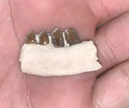 Camel Jaw Section With Teeth, Poebrotherium