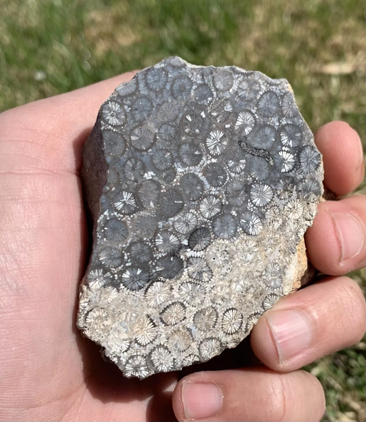 Polished Black Fossil Coral from Indonesia, Slab, Slice