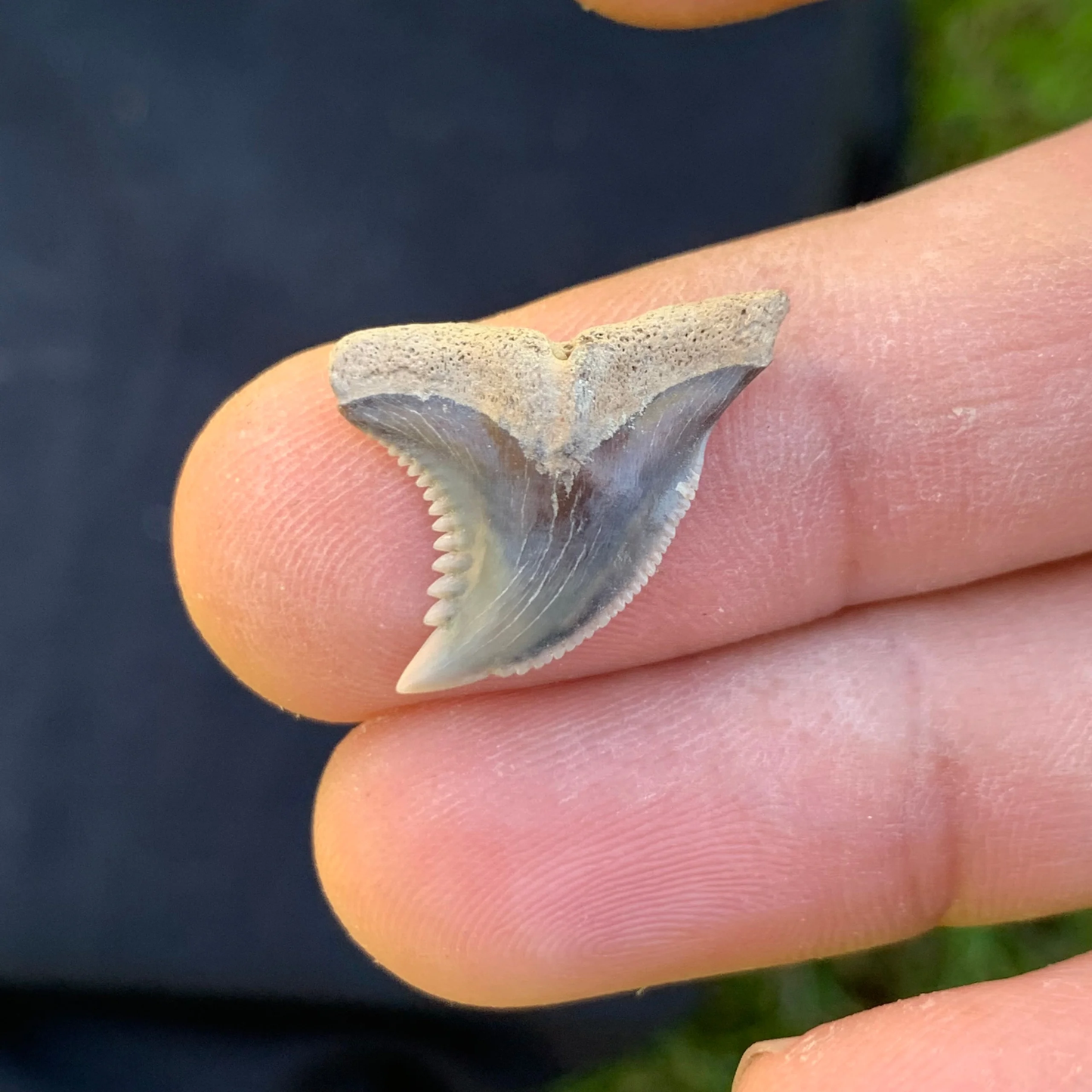 .9”  Hemipristis serra Shark Tooth - Virginia