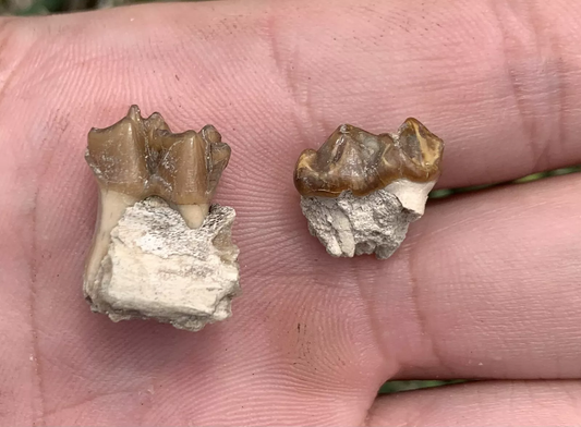 Fossil Horse Teeth, Mesohippus, Upper & Lower