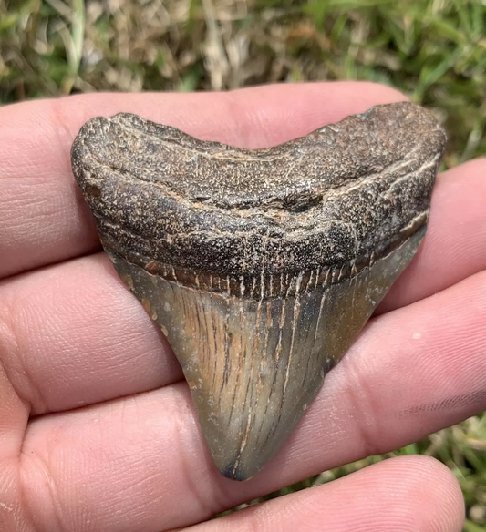 2” Otodus Megalodon - Virginia