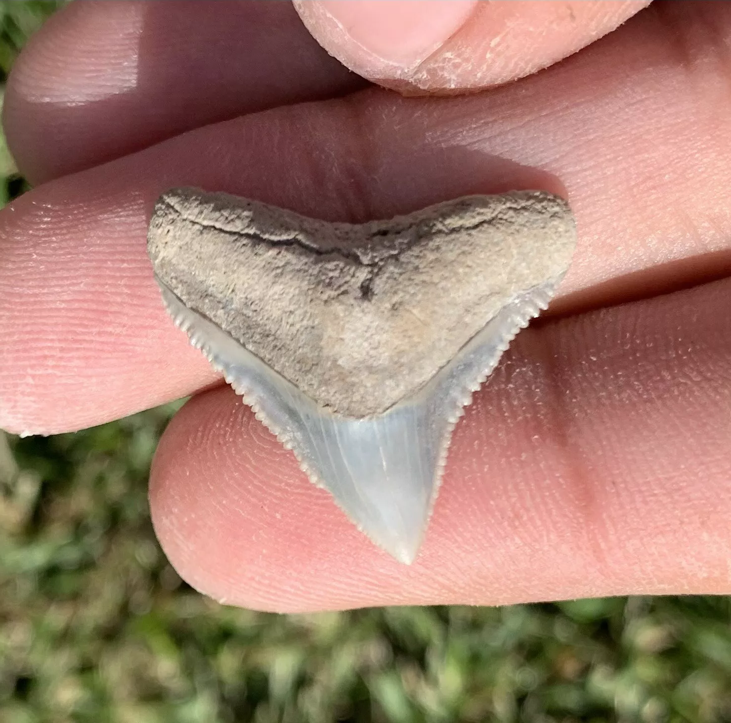 Carcharhinus leucas - Lee Creek Mine