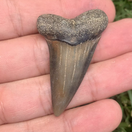 1.93” Carcharodon hastalis - Virginia