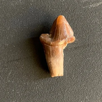 Molar tooth from a Nimravid(saber tooth cat), Most likely Dinictis