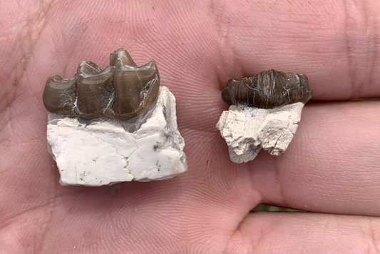 Fossil Horse Teeth, Mesohippus, Upper & Lower