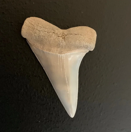 1.83" Carcharodon hastalis - Virginia