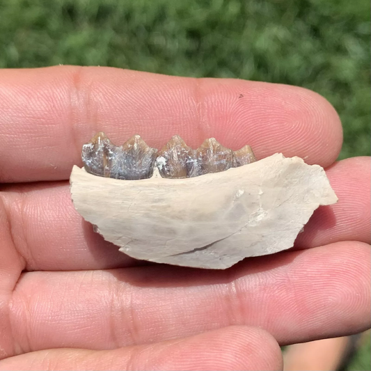 Camel Jaw Section With Teeth, Poebrotherium