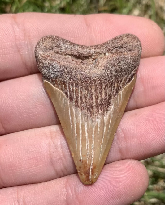 1.95” Otodus Megalodon - Virginia