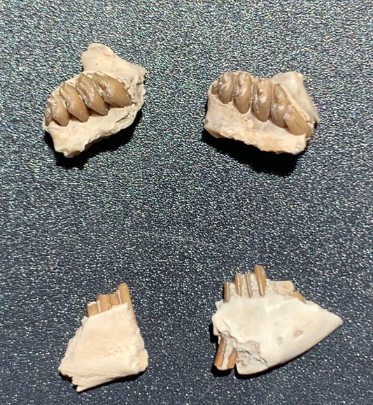 Fossil Rabbit Lower Jaw and Partial Palate, Palaeolagus