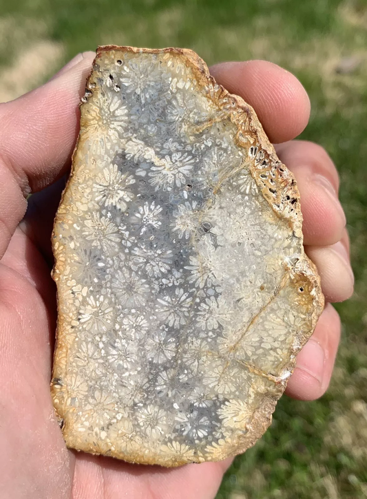 Polished Black Fossil Coral from Indonesia, Slab, Slice