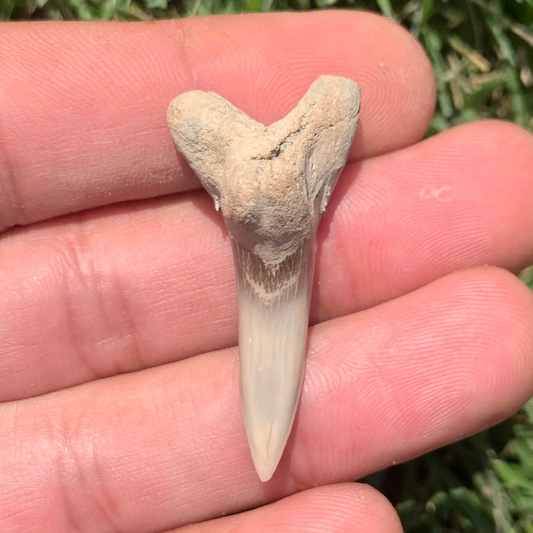 1.53” Hemipristis serra Shark Tooth - Virginia