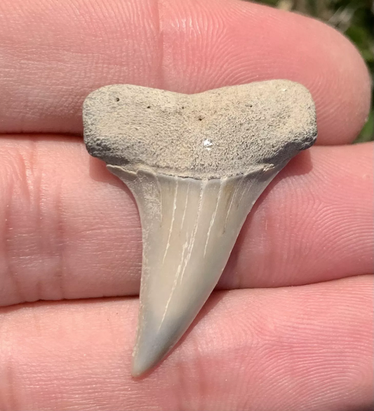 1.38" Carcharodon hastalis Shark Tooth