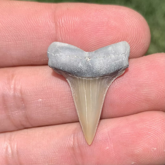 1.17” Carcharodon hastalis - Lee Creek Mine