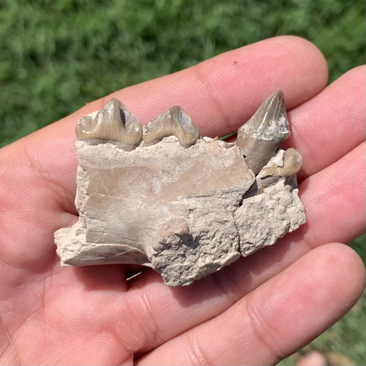 Fossil Oreodont Lower Jaw Section With Teeth