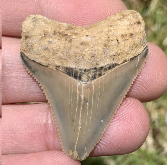 1.69” Otodus Megalodon - Maryland