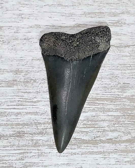 1.63" Carcharodon hastalis - Virginia