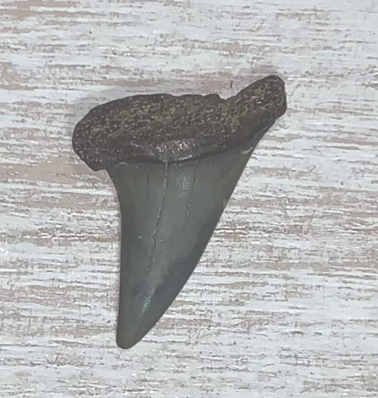 1.3" Carcharodon hastalis - Virginia