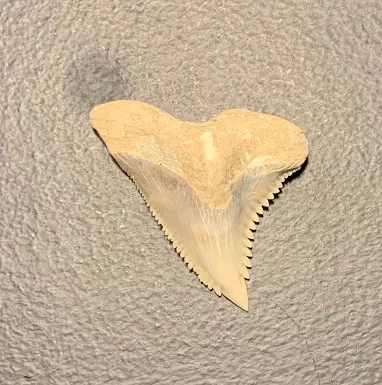 1.34"  Upper Jaw Hemipristis serra shark tooth