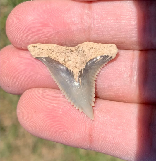 1.23” Hemipristis serra Shark tooth - Virginia