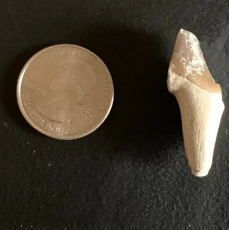 Archaeotherium Partial Premolar Tooth