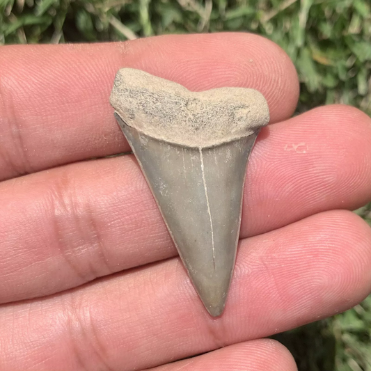 1.56” Carcharodon hastalis - Virginia