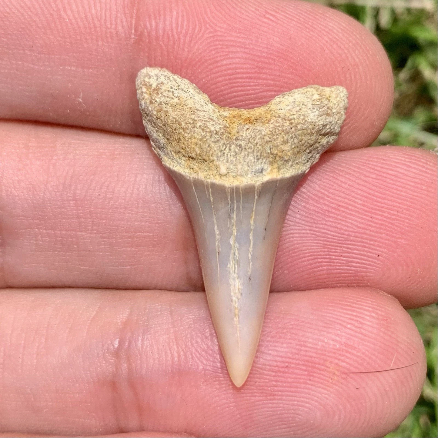 Fossil Carcharodon planus - Bakersfield California