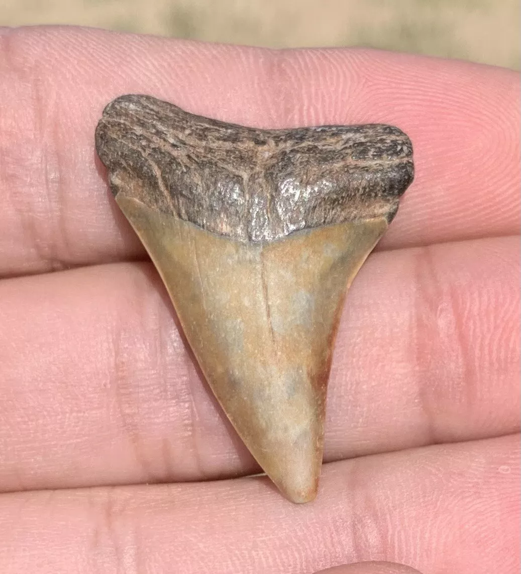 1.39" Carcharodon hastalis - Virginia